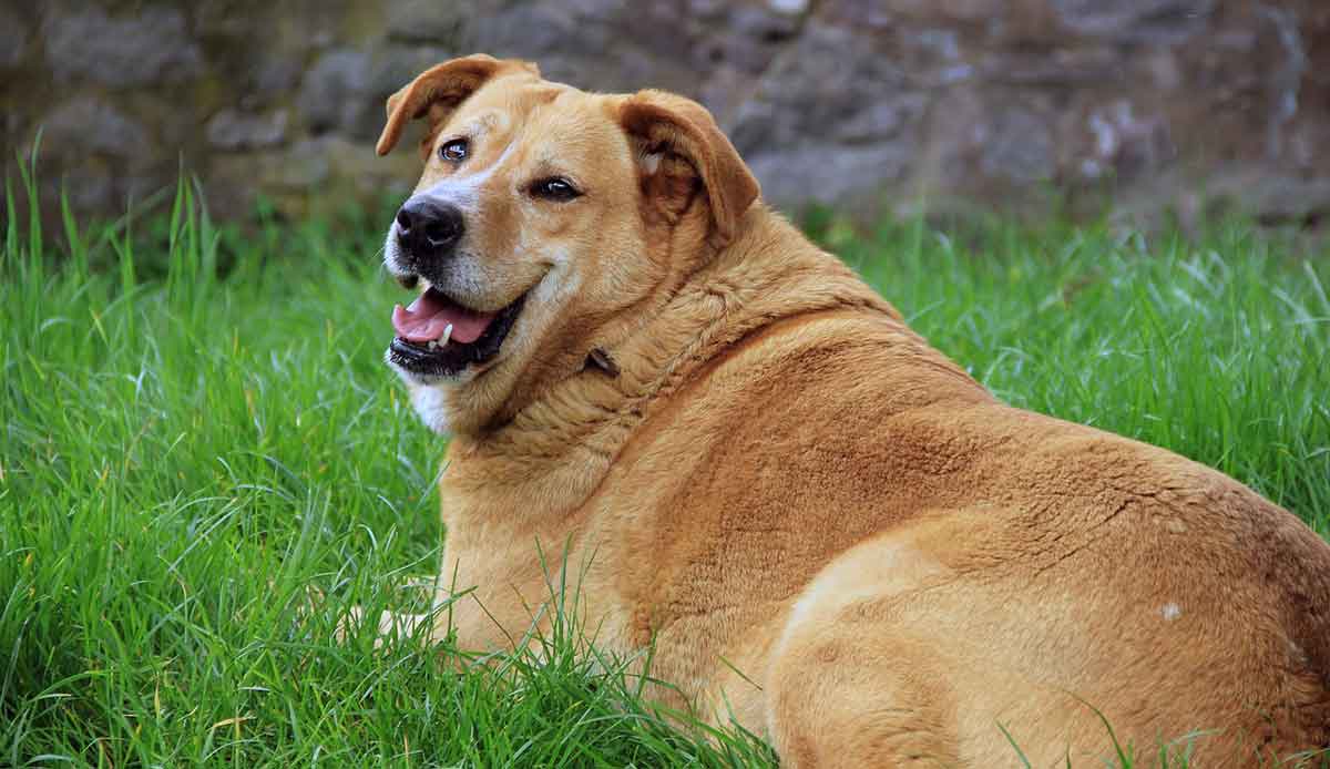 golden retriever lying on grass