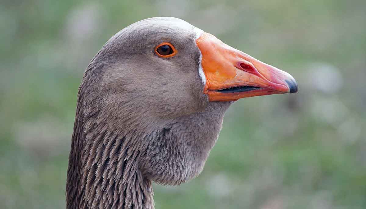 greylag goose with dewlap