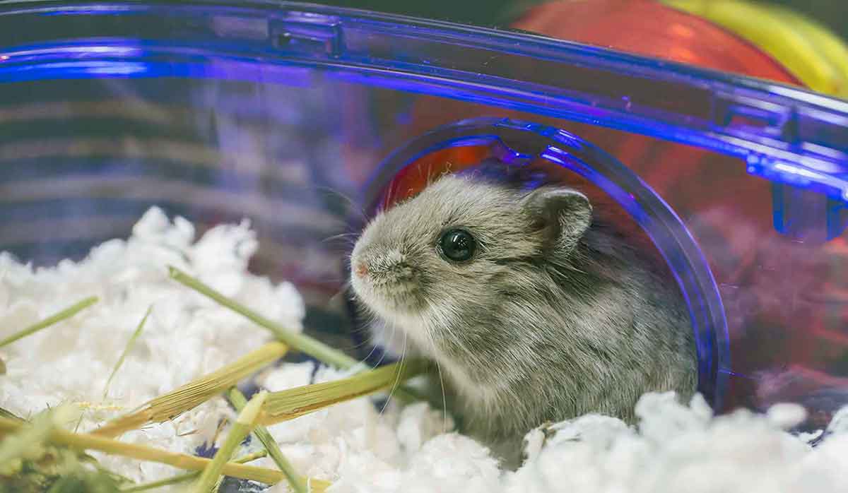 hamster cute in cage