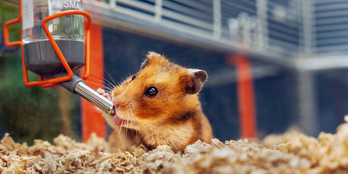 hamster drinking in cage