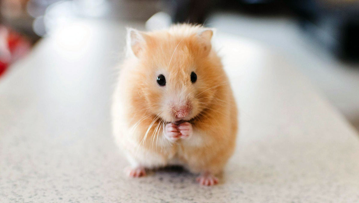 hamster eating