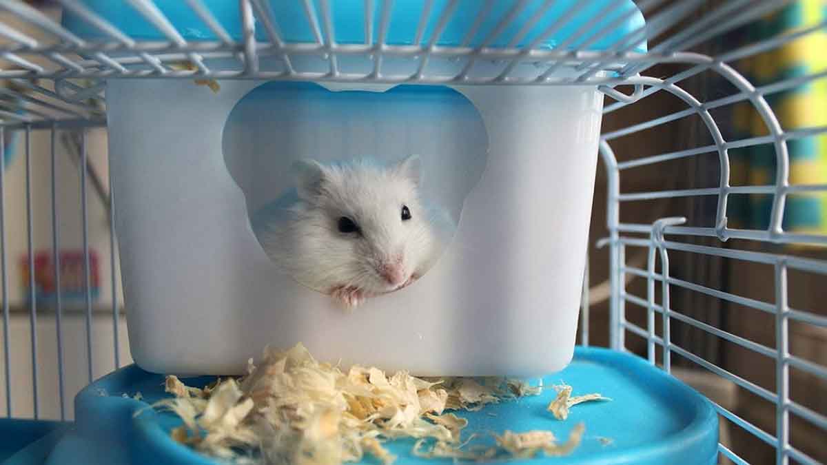 hamster in cage