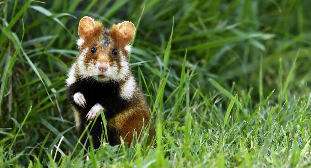 hamster outdoors