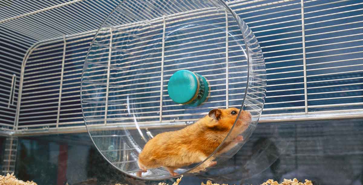 hamster playing on wheel