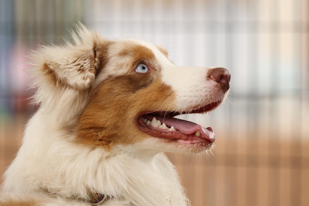 A side profile of a Miniature American Shepherd