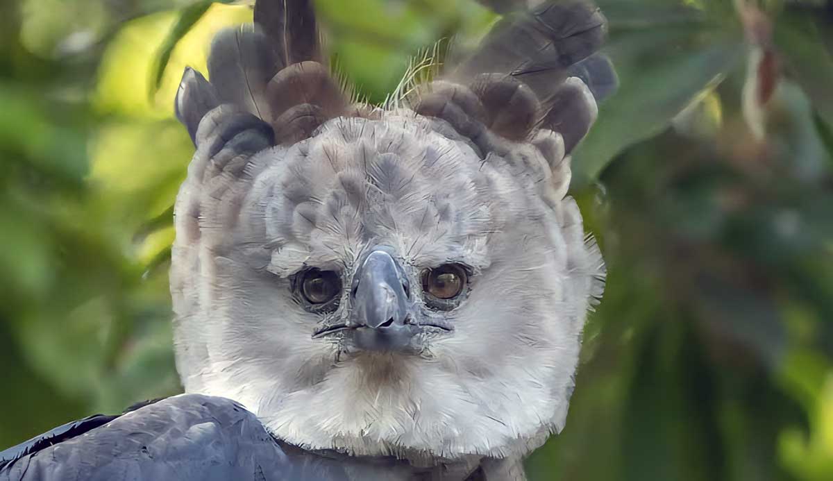 harpy eagle