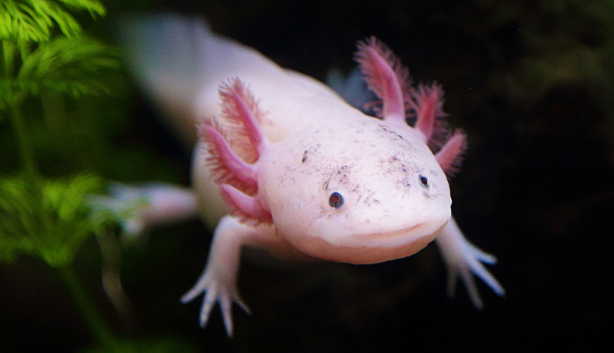 how big do axolotls get