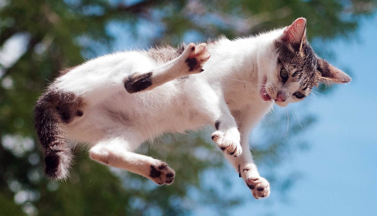 how high can cats jump