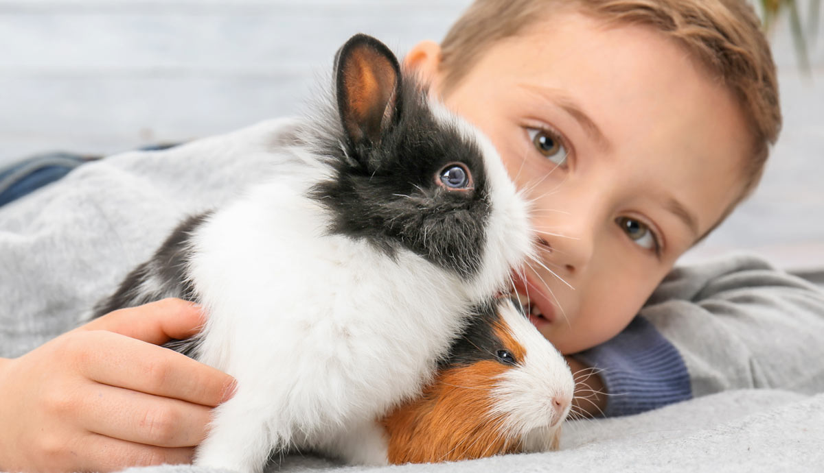how much attention do pet rabbits need