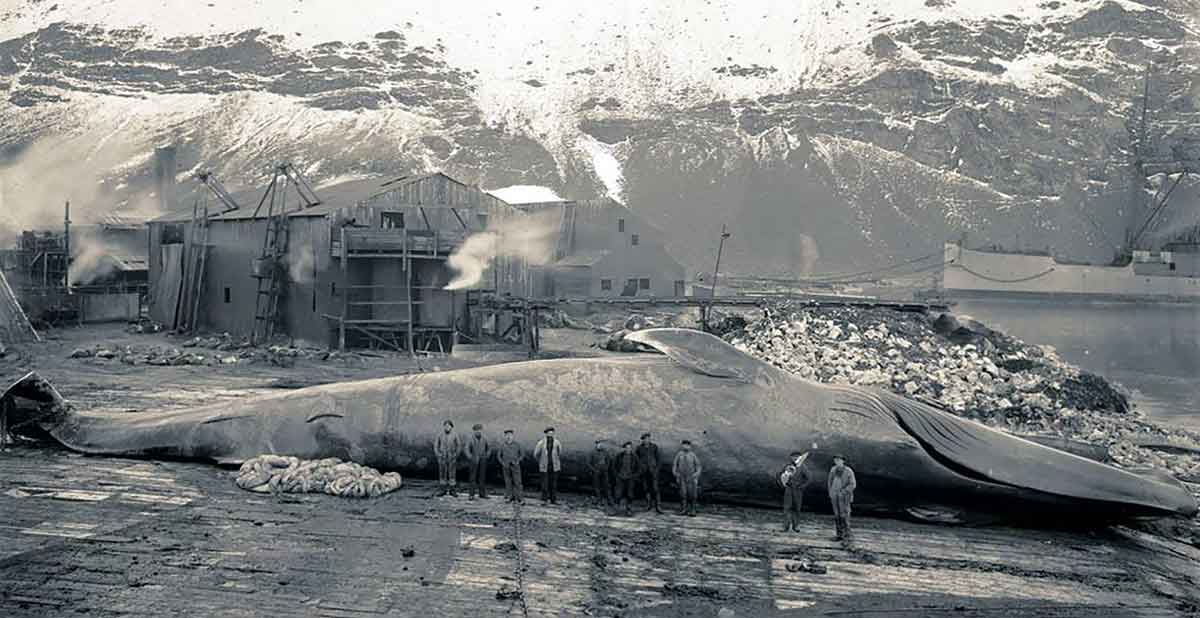 hunted blue whale