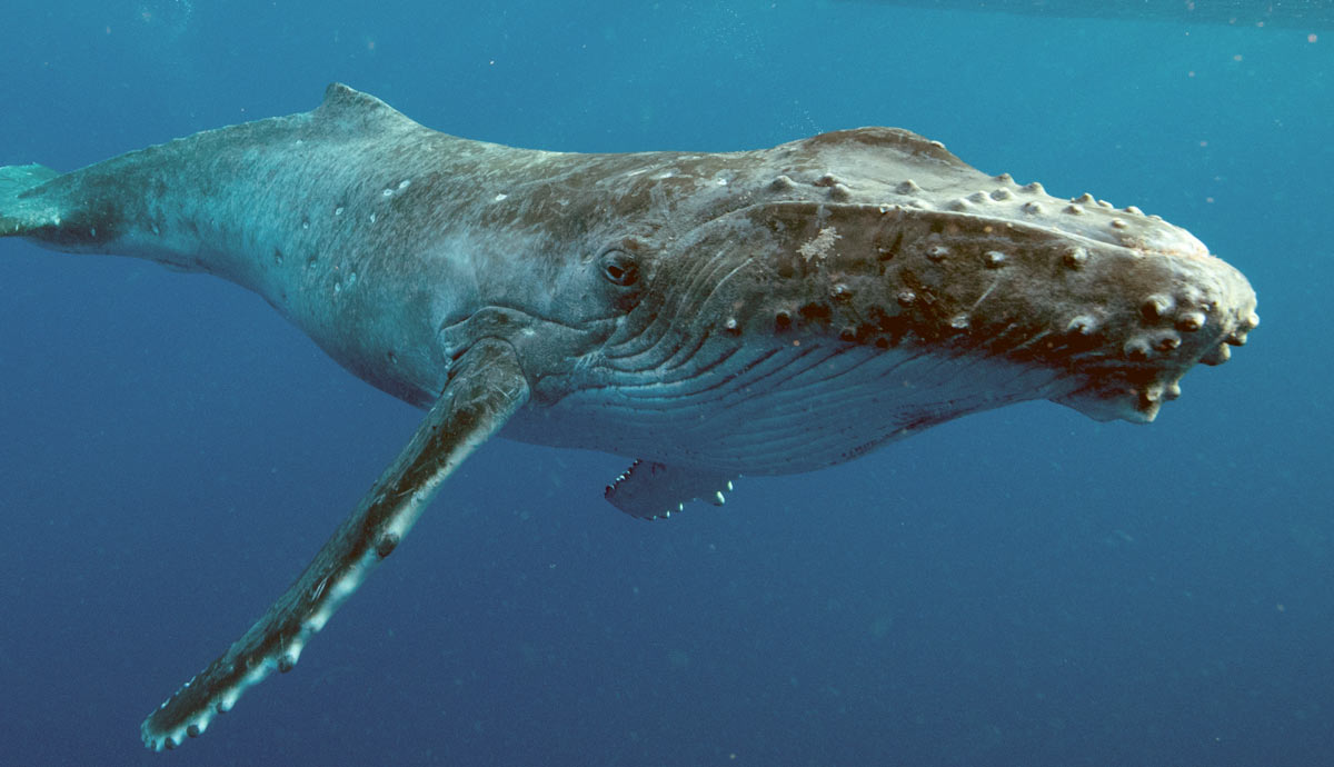 incredible facts about blue whales