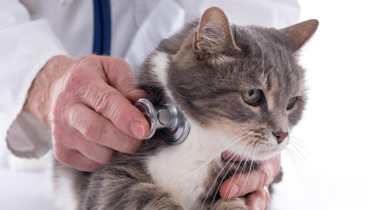 is bird flu actually threat to your cat