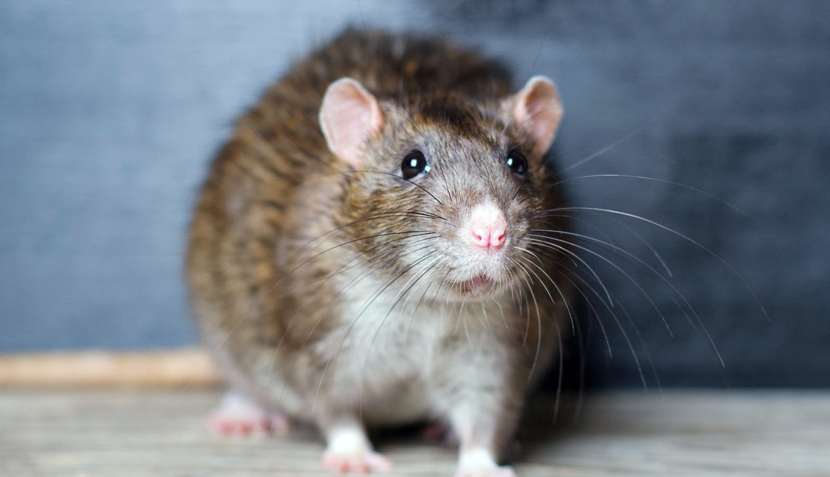 is it normal for rats to shed excessively