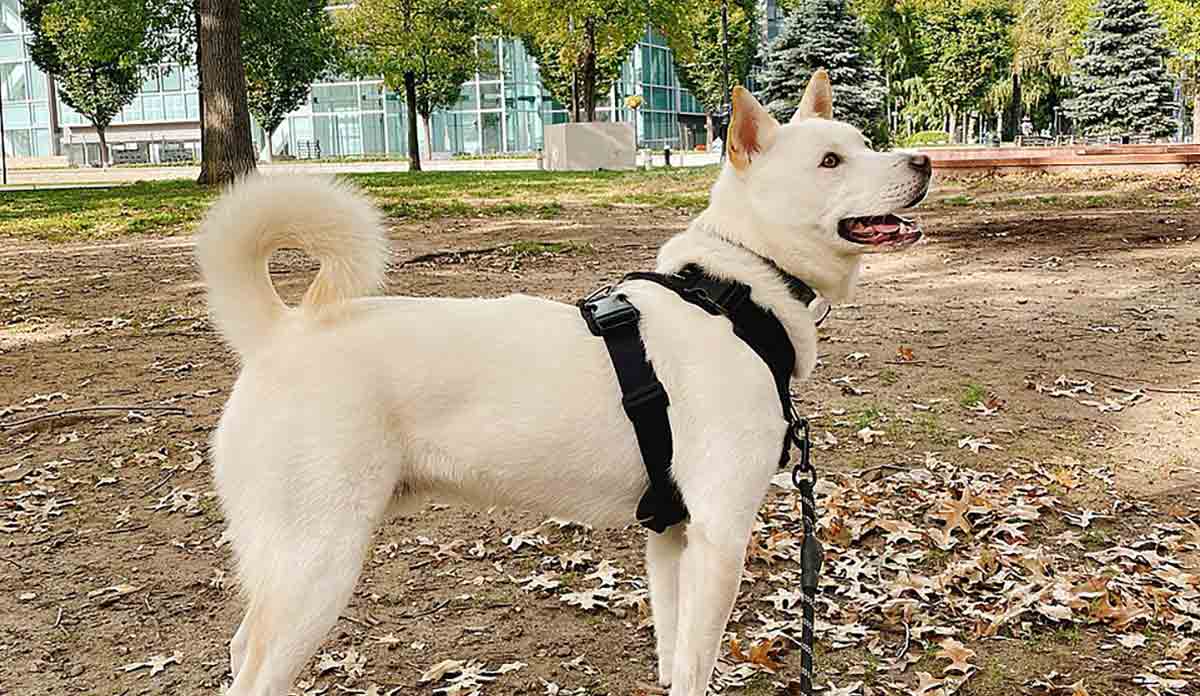 jindo on a harness