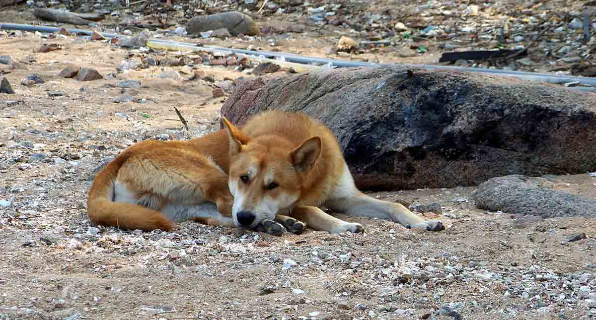 jindo resting on ground
