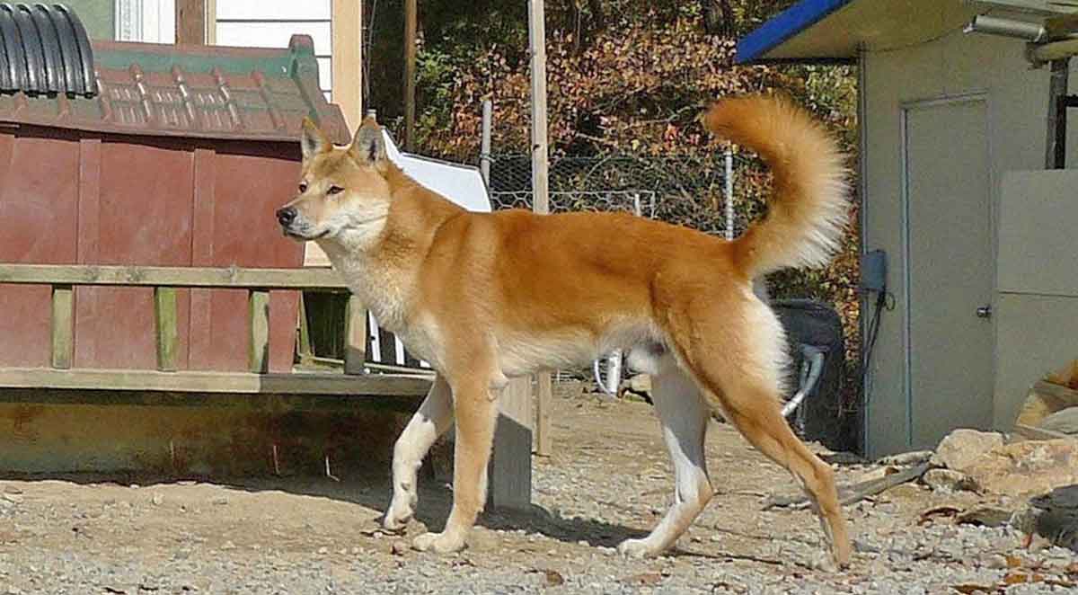 jindo wandering outside in yard