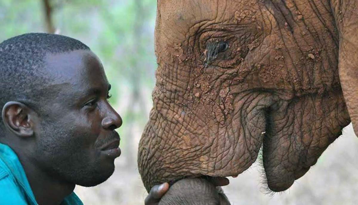 Just How Good is An Elephant’s Memory?