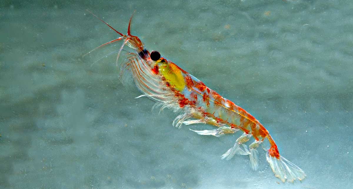 krill