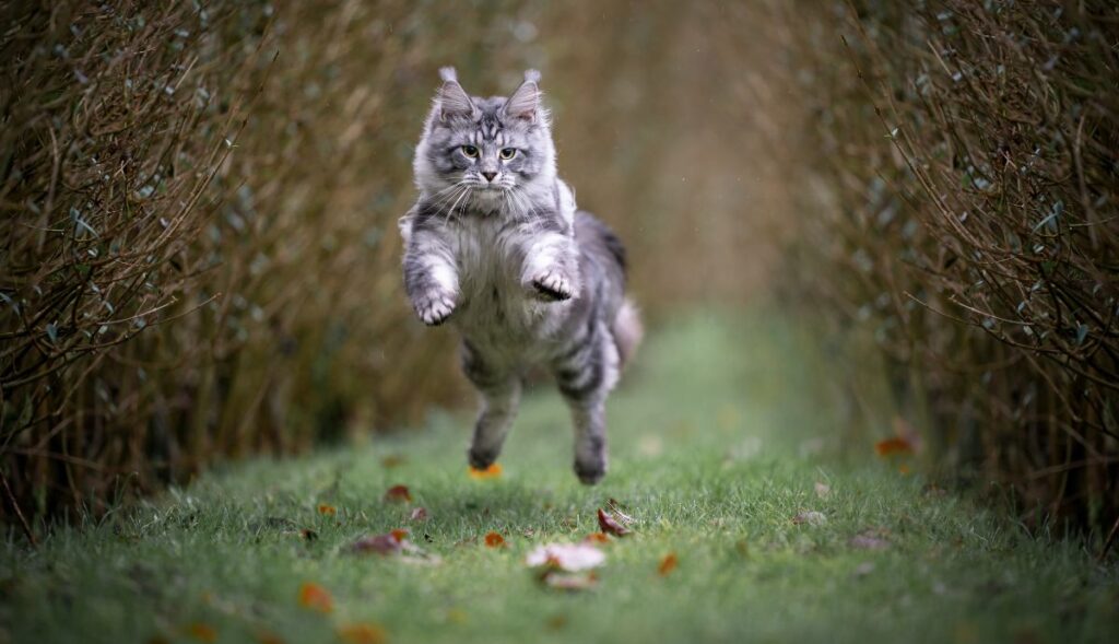 leaping Maine Coon cat