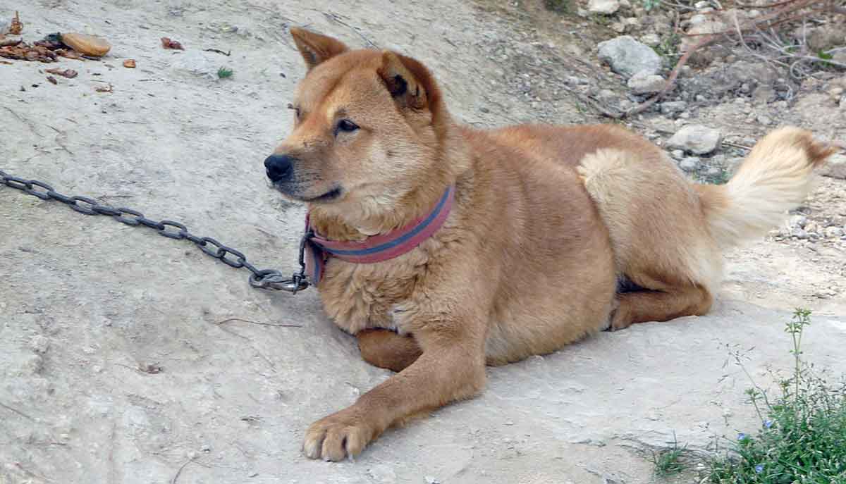 leashed jindo outside