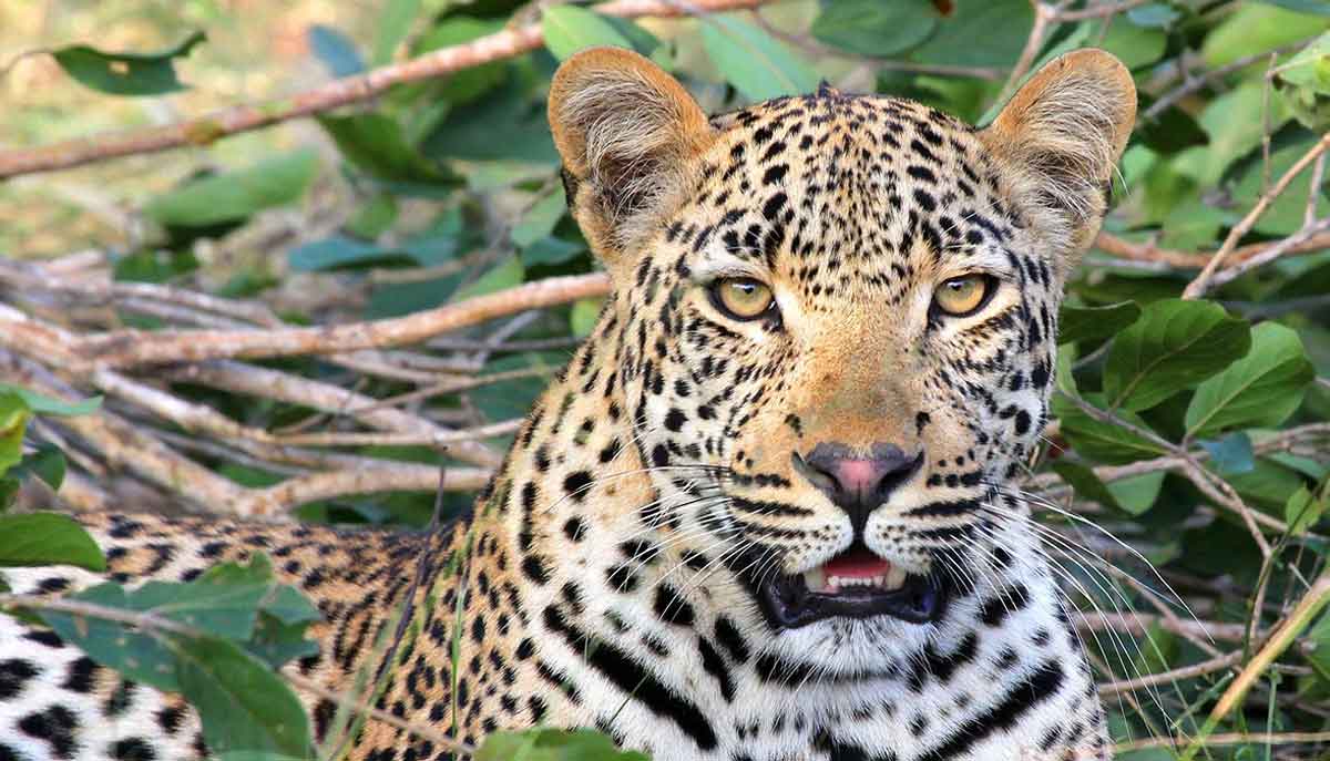 leopard