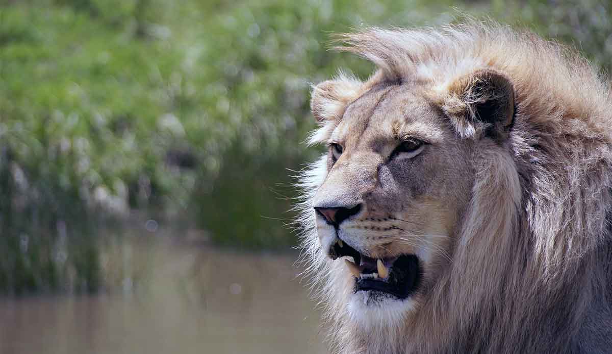 lion in nature