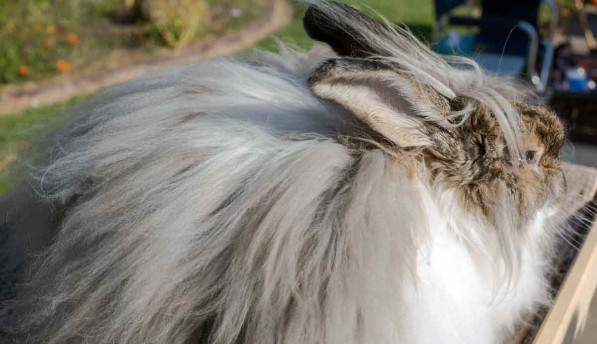 long haired angora rabbit