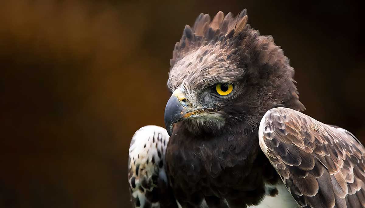 martial eagle