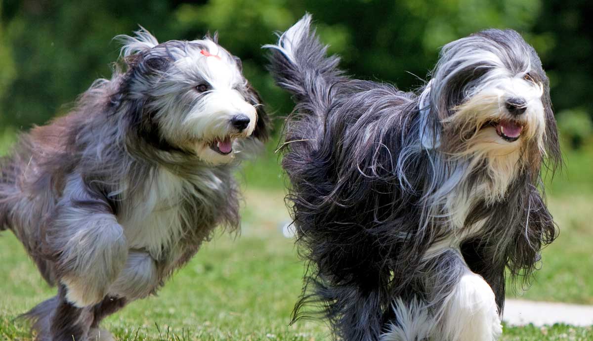 Meet the Bearded Collie: 4 Cool Facts About These Shaggy Dogs