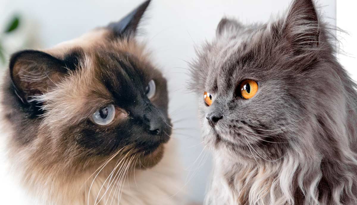 Meet These 3 Cat Breeds That Need Daily Grooming