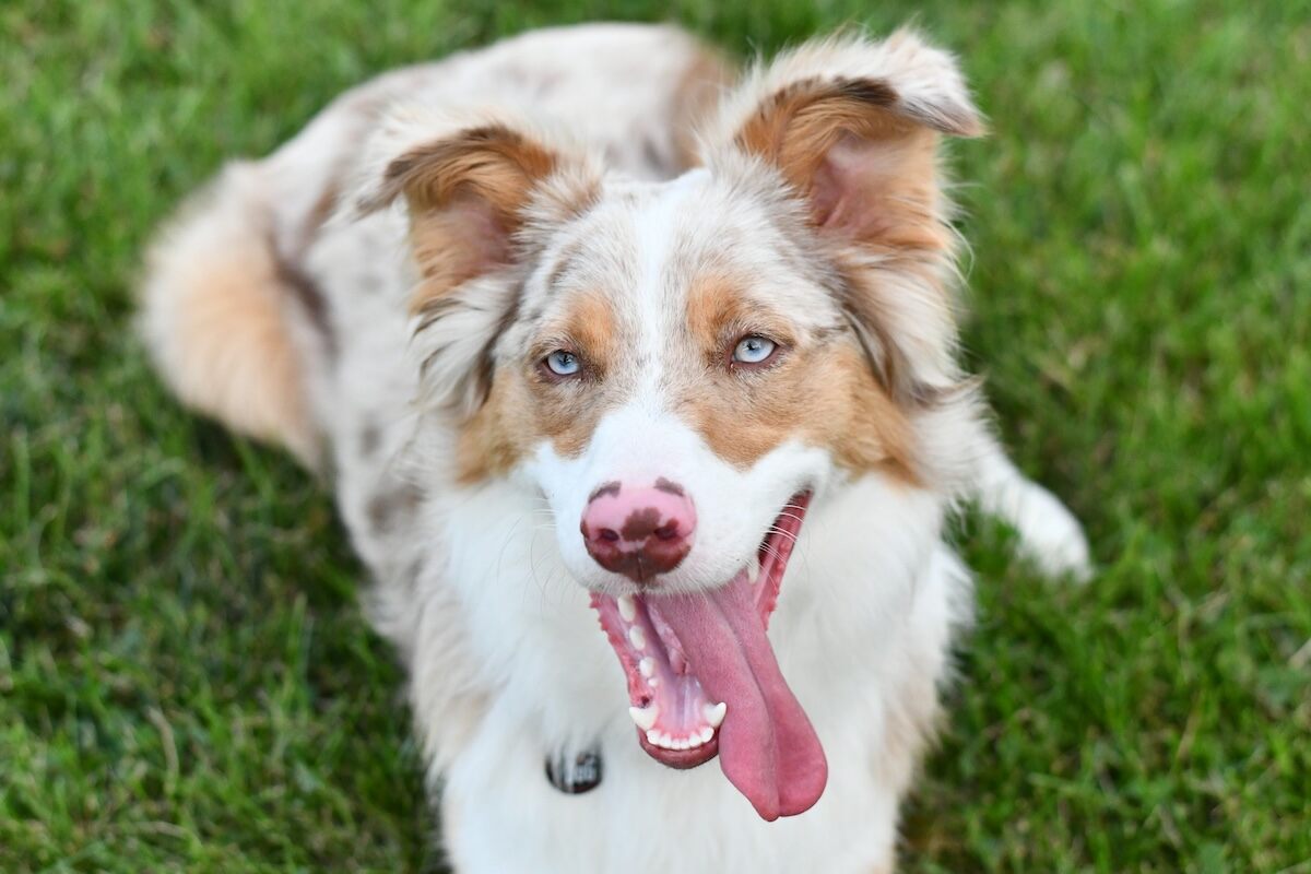 A mini American lies on the grass with its tongue hanging out