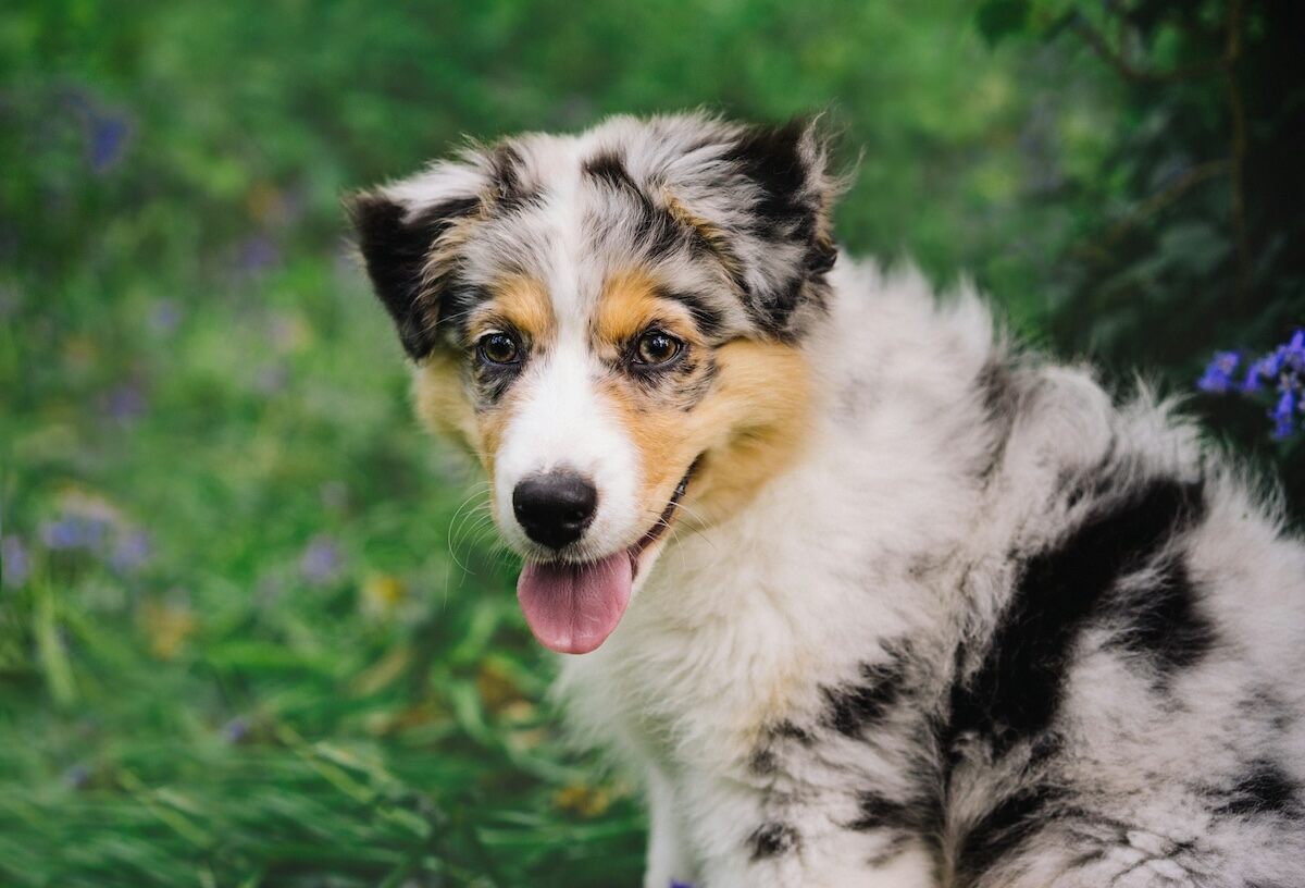 A mottled Mini American sitting on grass
