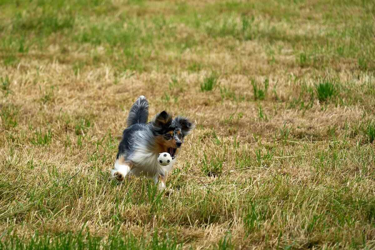 A young Mini American runs across grass