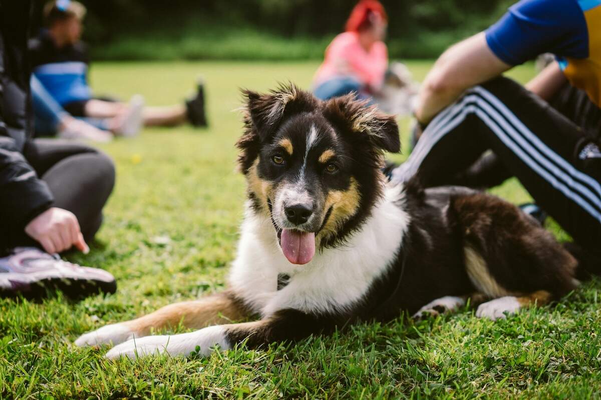 A MAS lying on the grass with its humans