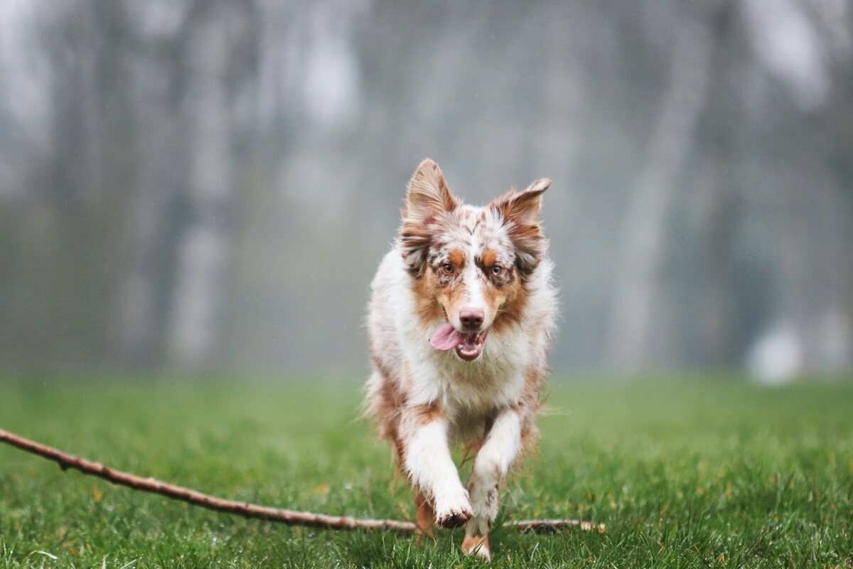 An orange and white miniature American shepherd runs towards the camera