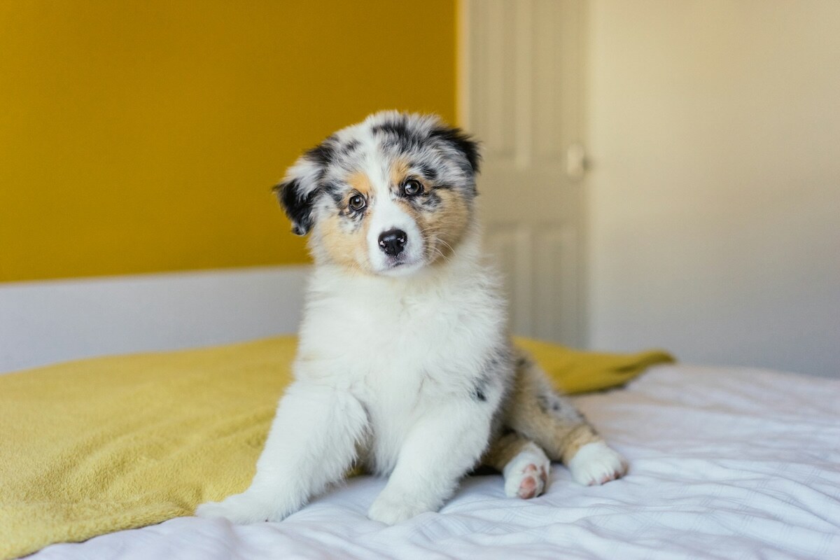 A young Miniature American puppy