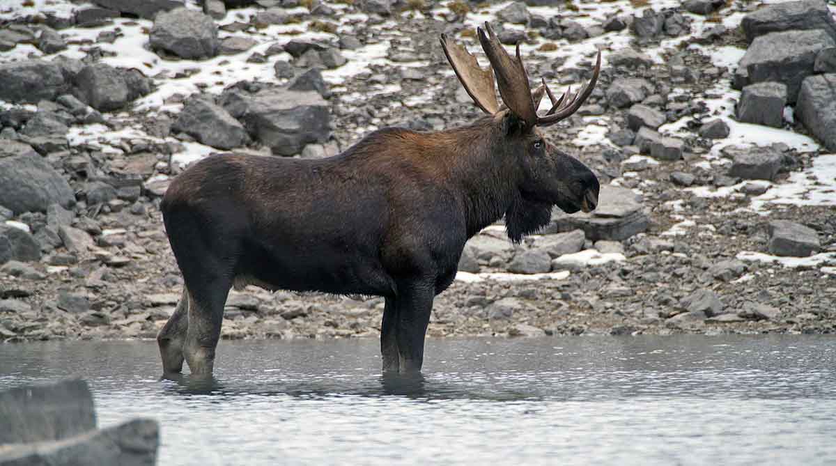 moose standing in water