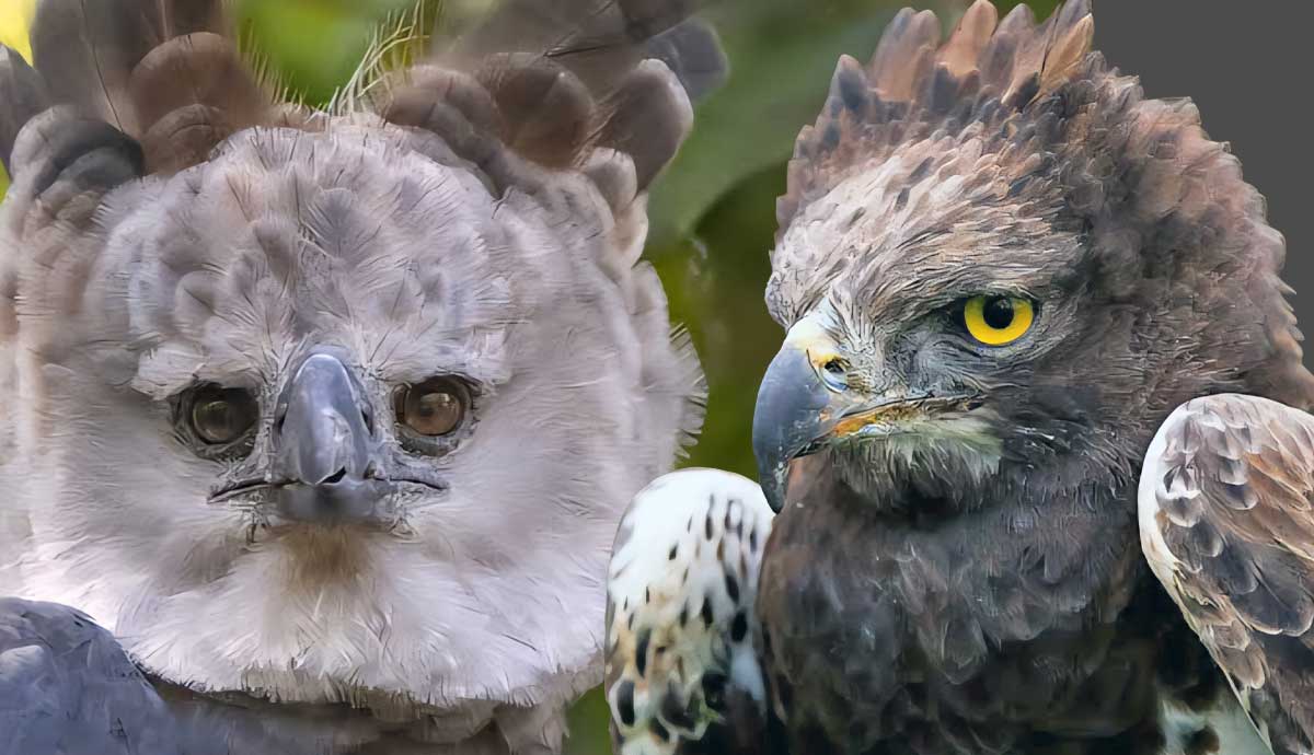 11 of the Most Incredible Eagle Species