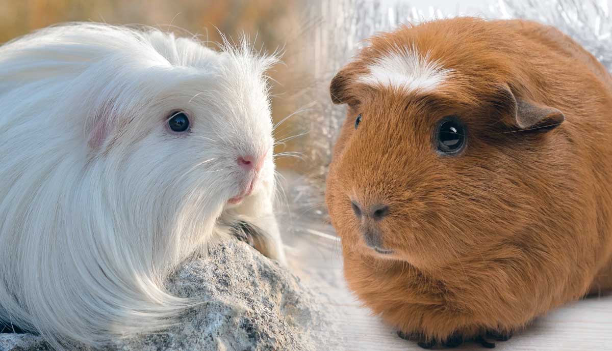 5 Most Unique Guinea Pig Breeds