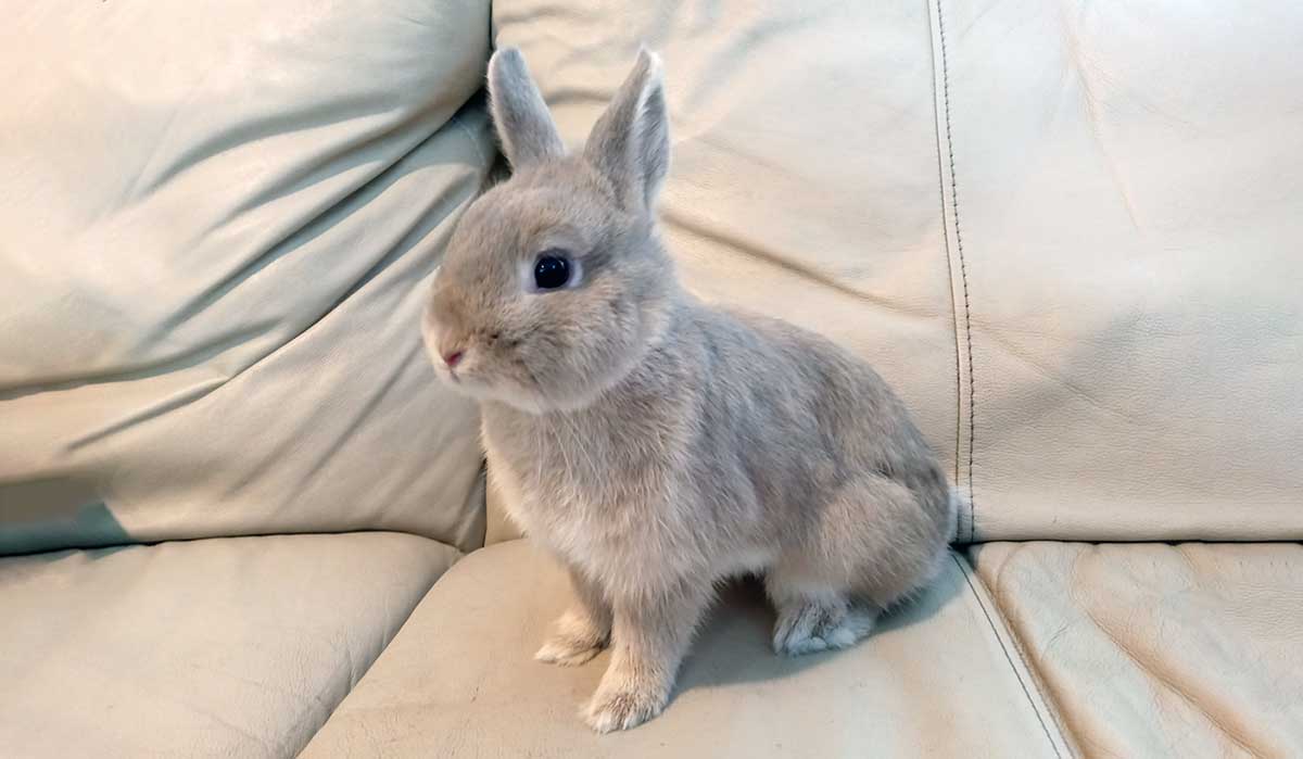 netherland dwarf on sofa