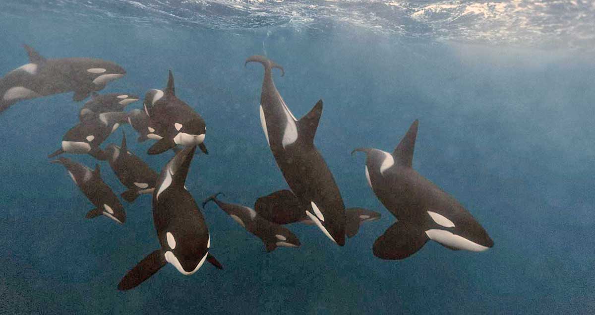 orcas