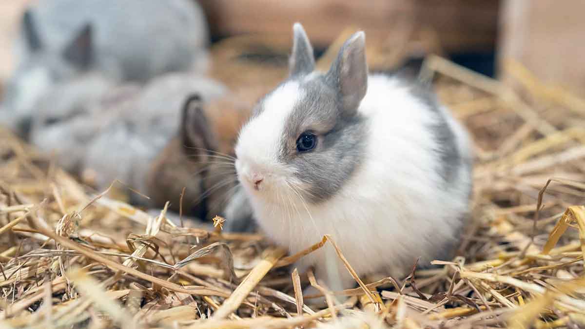 pair netherland dwarf rabbits