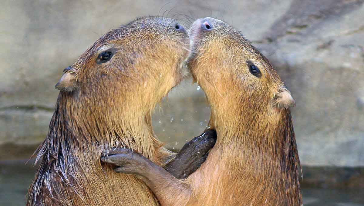 pair of capybaras