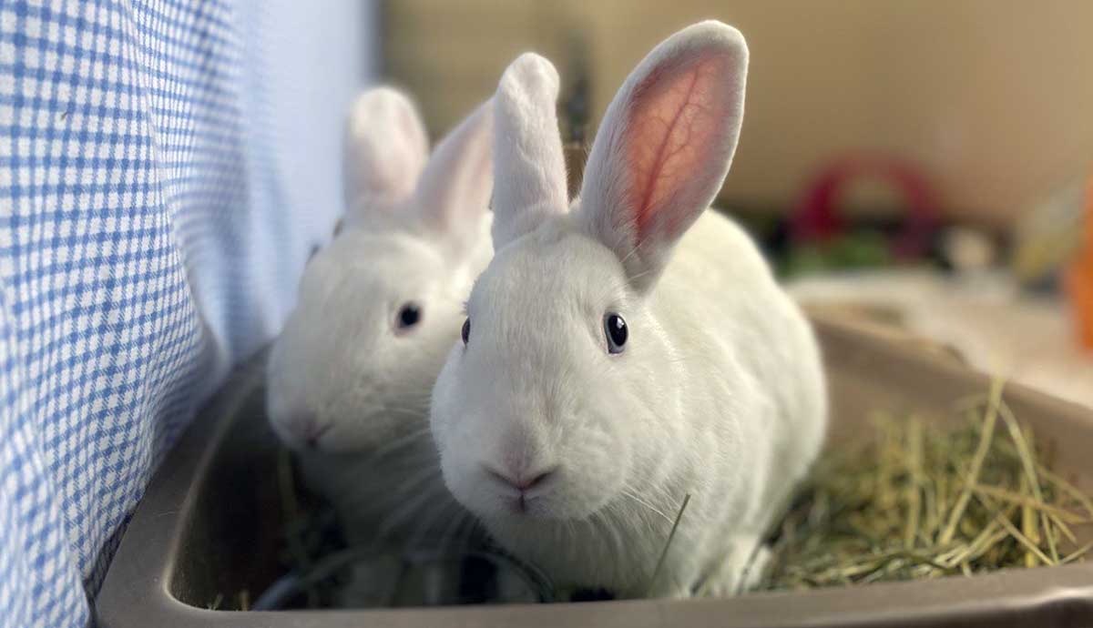 pair pet rabbits