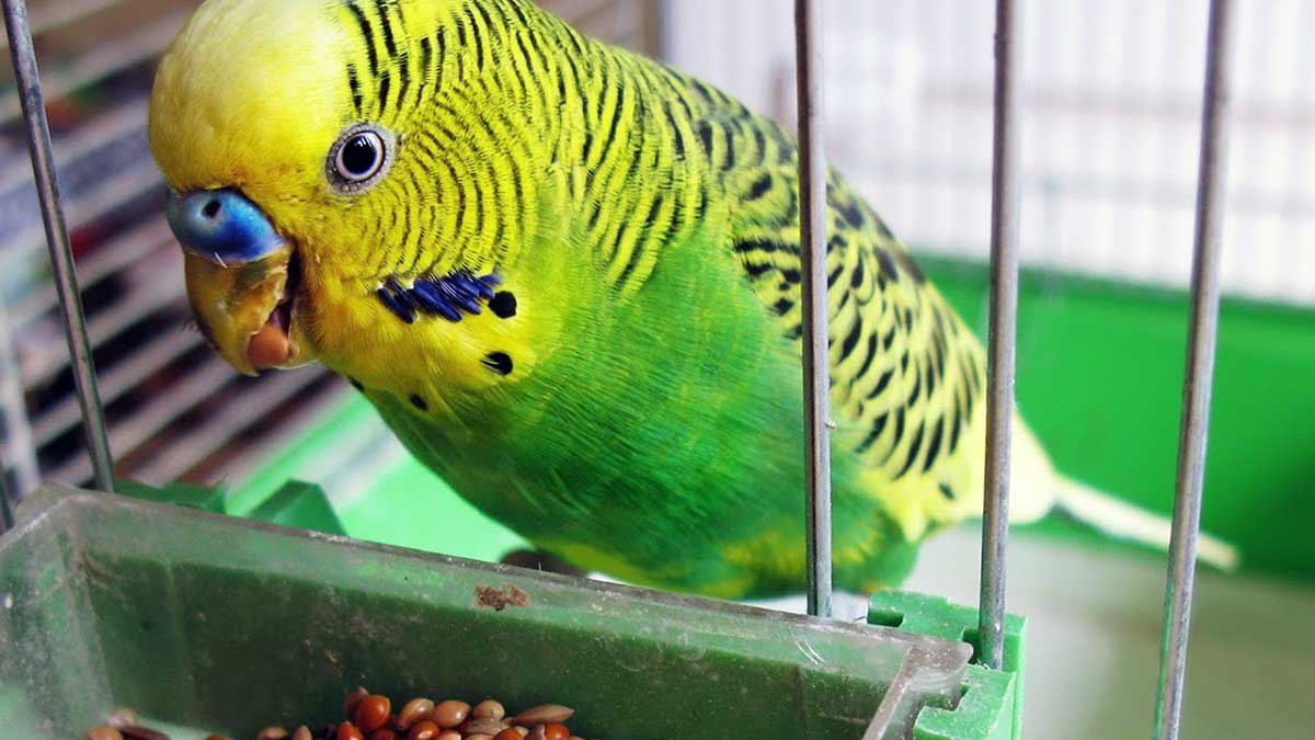 parrot eating food