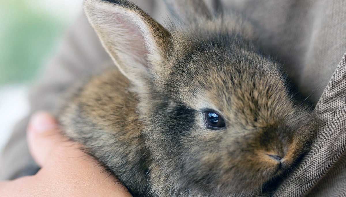 person cuddling pet rabbit