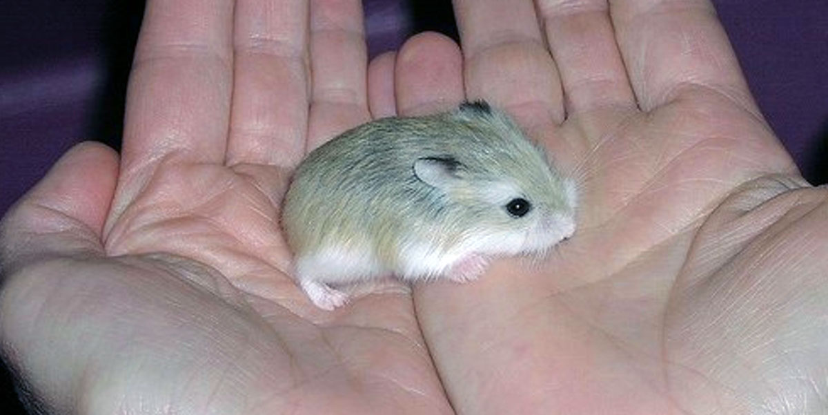 person holding hamster