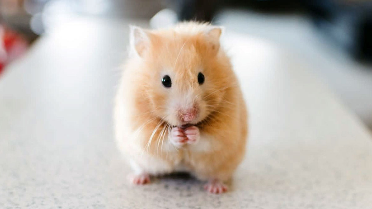 pet hamster