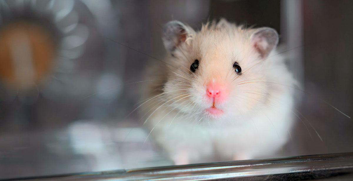 pet hamster