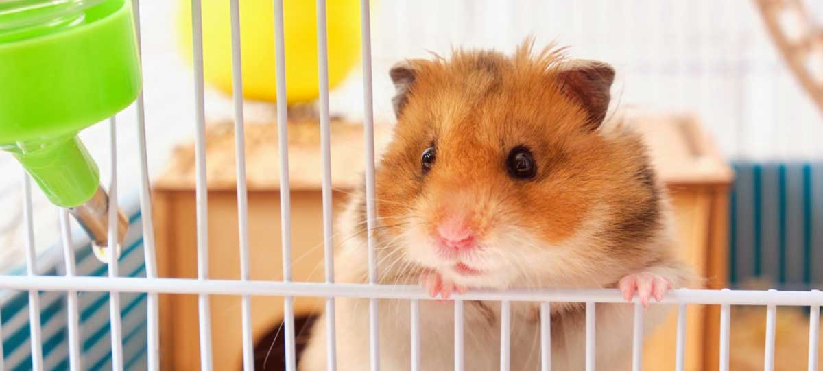 pet hamster in cage